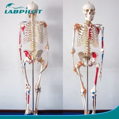 Ιατρική Επιστήμη Εκπαιδευτικό μοντέλο 180cm ψηλός χρωματισμένος σκελετός με μύες και σύνδεσμους