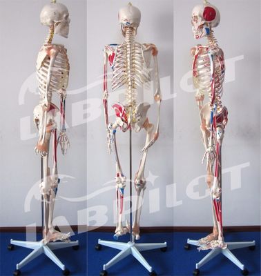 Ιατρική Επιστήμη Εκπαιδευτικό μοντέλο 180cm ψηλός χρωματισμένος σκελετός με μύες και σύνδεσμους