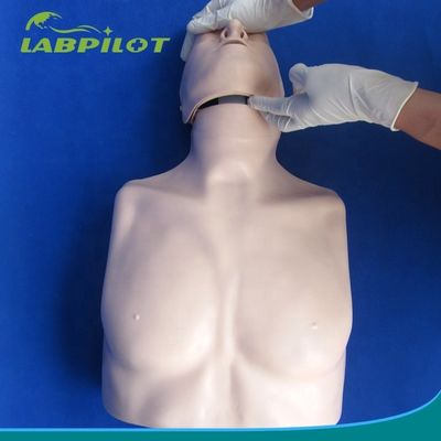 Απλός τύπος πρώτης βοήθειας Εκπαίδευση CPR μισού σώματος Μανουκέλιο για σχολική εκπαίδευση