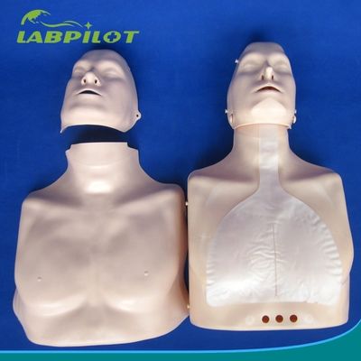 Απλός τύπος πρώτης βοήθειας Εκπαίδευση CPR μισού σώματος Μανουκέλιο για σχολική εκπαίδευση
