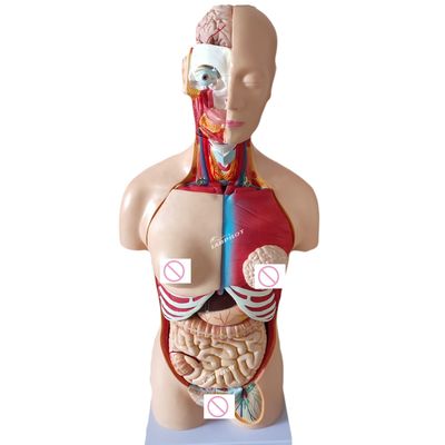 85CM Μανουκέλες Unisex Torso Εσωτερικά όργανα Ανατομικό μοντέλο Ανθρώπινο σώμα Μοντέλα Κατηγορία