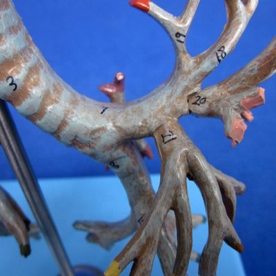 Ζωντανό Ανατομικό Βρογχικό Δέντρο Μοντέλο 26 Θέσεις Σημειωμένη Τραχεία Ανατομία για την Ιατρική Επιστήμη