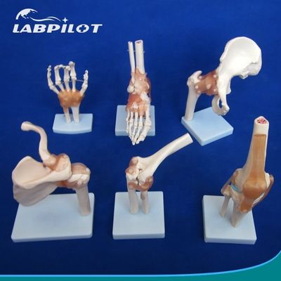 Λεπτομερή μοντέλα οστών ανθρώπινων αρθρώσεων για εκπαιδευτική χρήση ώμος αγκώνα αγκώνα ισχίου γόνατος χέρι και φού