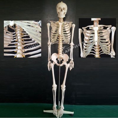 180 εκατοστών ευέλικτο σκελετό αρθρώσεων για ανατομική επίδειξη στην ιατρική επιστήμη