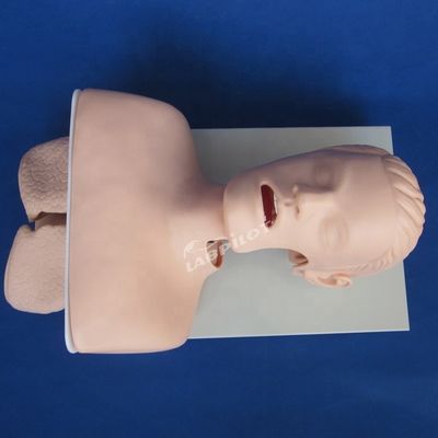 Πρακτική ενσωμάτωσης της τραχείας Μέγεθος ζωής ανθρώπου Μοντέλο εκπαίδευσης στοματικής και ρινικής ενσωμάτωσης