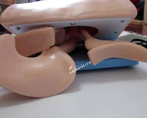 Ανθρώπινο μέγεθος ενήλικας Τραχείας Intubation Model Head με ανατομία πνευμόνων και στομάχου