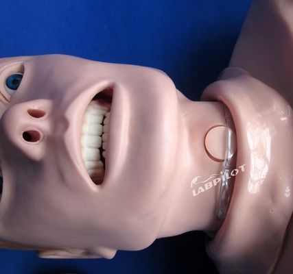 Επαγγελματικό ανθρωπίνου μεγέθους ανδρείκελο για ενήλικες CPR και εκπαίδευση ενσωμάτωσης