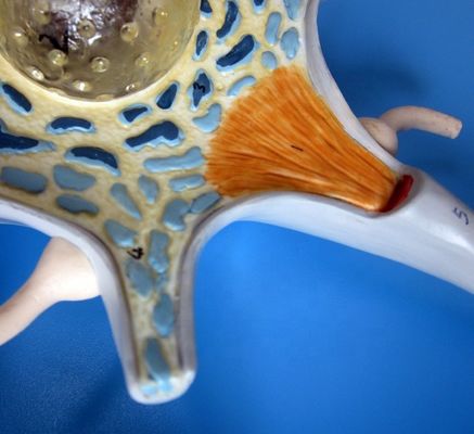 Προχωρημένο ανατομικό μοντέλο PVC μεγεθυνμένου νευρωνικού κυτταρικού σώματος και δομής νευρικών ινών