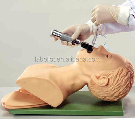 Ανθρώπινο μέγεθος ενήλικας Τραχείας Intubation Model Head με ανατομία πνευμόνων και στομάχου
