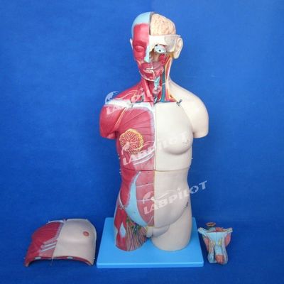 Πλεονέκτημα των 333 αριθμημένων θέσεων Ανθρώπινο ανατομικό μοντέλο κορμού με μύες και όργανα