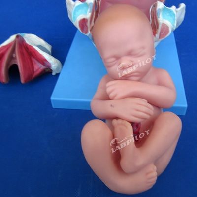 Ιατρικό ανατομικό μοντέλο επίδειξης Γέννησης Πέλκυας και πλήρους όρου εμβρύου