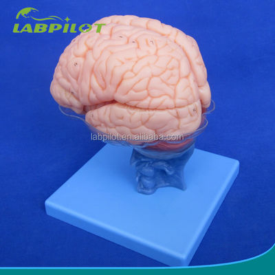 Ανθρώπινο μέγεθος 3D διδασκαλία ανατομίας μοντέλο 15 αποσυναρμολογήσιμα κομμάτια για την ιατρική επιστήμη