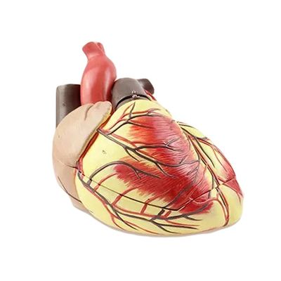 Ανθρώπινο βιολογικό μοντέλο διδασκαλίας Advanced Jumbo Heart για την εκπαίδευση της ιατρικής επιστήμης