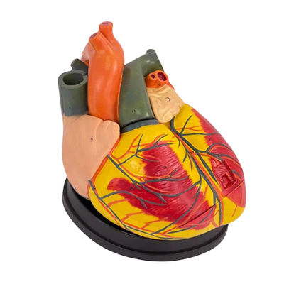 Ανθρώπινο βιολογικό μοντέλο διδασκαλίας Advanced Jumbo Heart για την εκπαίδευση της ιατρικής επιστήμης