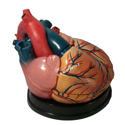 Η κορυφαία επιλογή των νοσοκομείων 3D μοντέλο ανατομίας της ανθρώπινης καρδιάς για λεπτομερή και ακριβή μάθηση