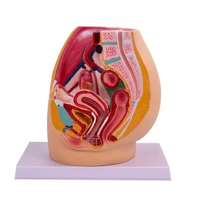 Female Pelvic Cavity Model Anatomy in Mediasagittal Section for Teaching in Hospitals (Μοντέλο ανατομίας του θηλυκού πυελικού κοιλμού στο μεσαία-αγγειακό τμήμα για διδασκαλία σε νοσοκομεία)