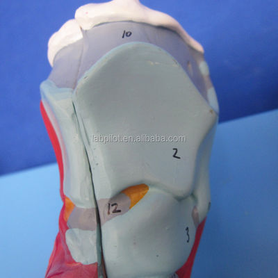 Ανθρώπινο αναπνευστικό σύστημα 3D μοντέλο λάρυγγα τραχεία καρδιά και πνεύμονες για ιατρική εκπαίδευση