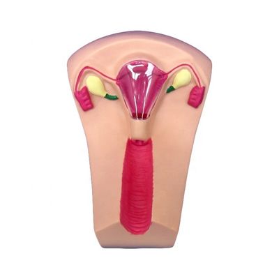 Ιατρική Επιστήμη PVC IUD Εισαγωγή Εκπαιδευτής μήτρα Γυναικεία ενδομήτρια συσκευή προσομοιωτή μοντέλο