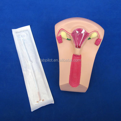 Ιατρική Επιστήμη PVC IUD Εισαγωγή Εκπαιδευτής μήτρα Γυναικεία ενδομήτρια συσκευή προσομοιωτή μοντέλο