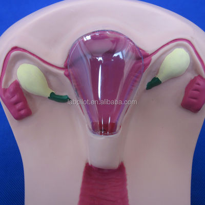 Ιατρική Επιστήμη PVC IUD Εισαγωγή Εκπαιδευτής μήτρα Γυναικεία ενδομήτρια συσκευή προσομοιωτή μοντέλο