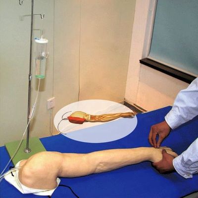 Πλήρης εκπαίδευση για τη φλεβενέκτορα Αρθρός Μοντέλο ανθρώπινου μεγέθους για ενδοφλέβια και ενδοφλέβια ενέσεις