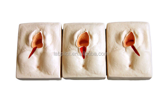 Γυναικολογικές δεξιότητες Διδασκαλία 3-Set Perineum Suring Simulator και Episiotomy Wound Suring Model