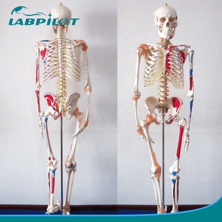 Ιατρική Επιστήμη Εκπαιδευτικό μοντέλο 180cm ψηλός χρωματισμένος σκελετός με μύες και σύνδεσμους