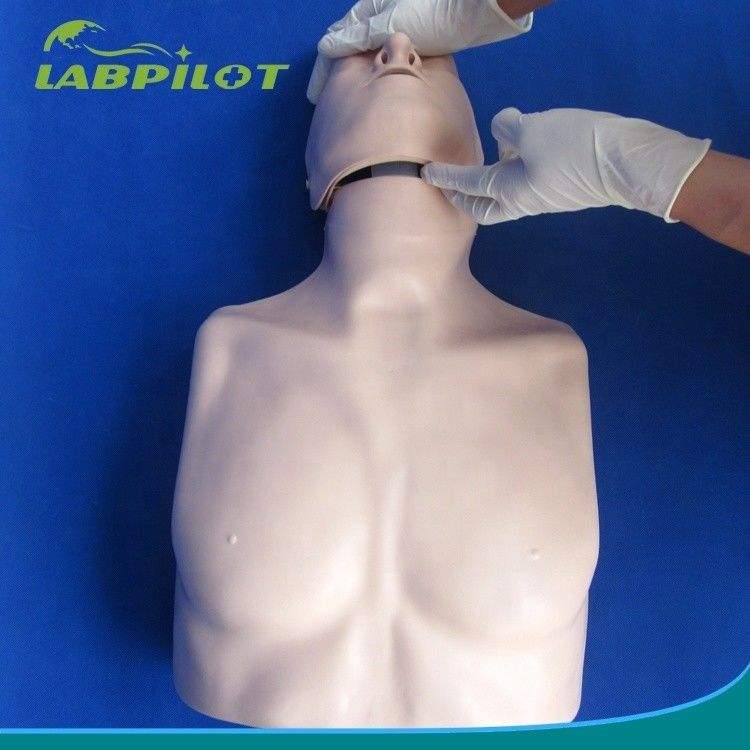 Απλός τύπος πρώτης βοήθειας Εκπαίδευση CPR μισού σώματος Μανουκέλιο για σχολική εκπαίδευση