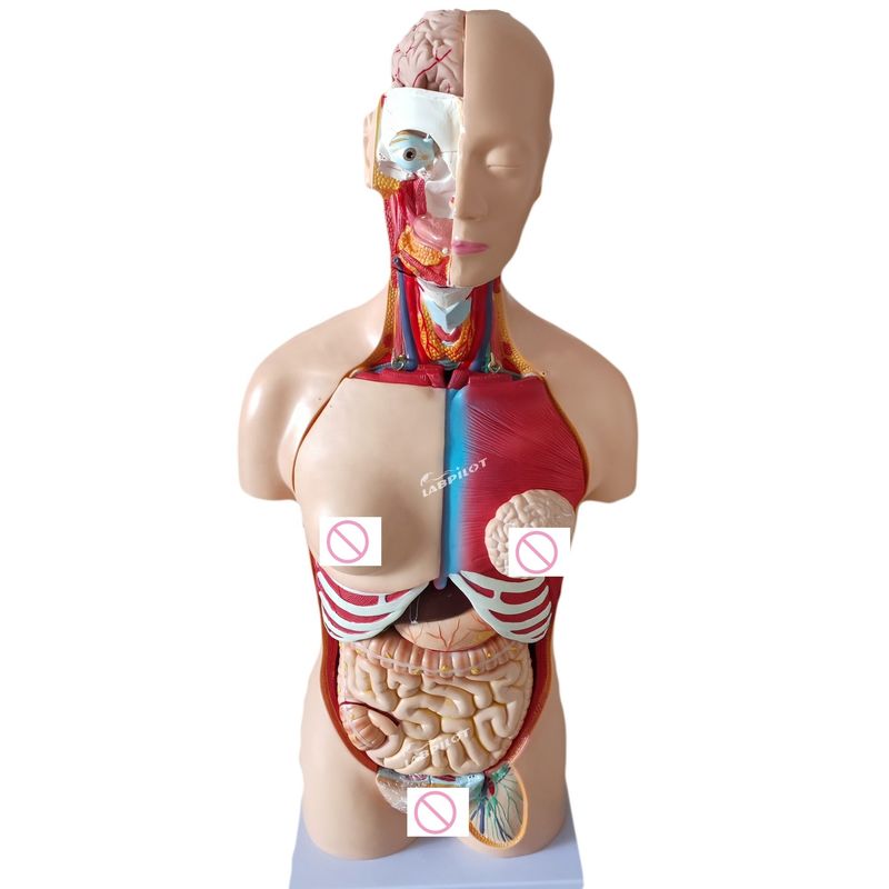 85CM Μανουκέλες Unisex Torso Εσωτερικά όργανα Ανατομικό μοντέλο Ανθρώπινο σώμα Μοντέλα Κατηγορία