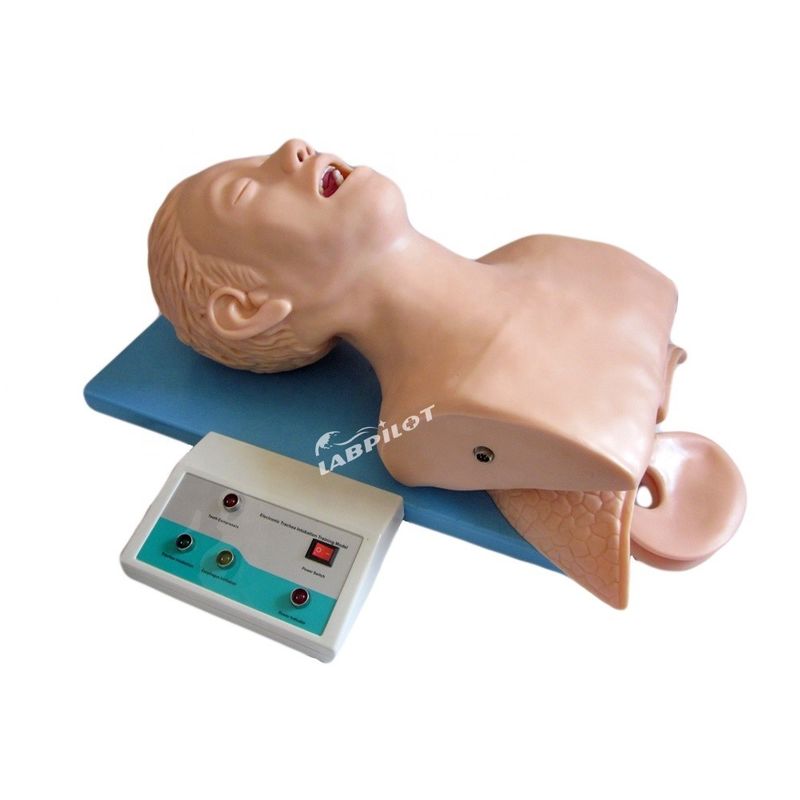 Ανθρώπινο μέγεθος ενήλικας Τραχείας Intubation Model Head με ανατομία πνευμόνων και στομάχου